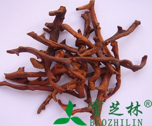 骨碎补图片 骨碎补的功效与作用