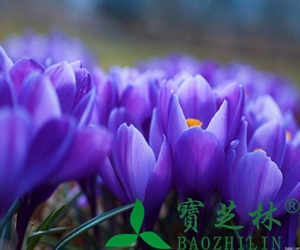 藏红花的功效和作用有哪些?