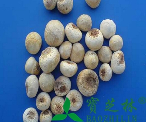 中药法半夏的功效与禁忌