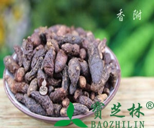 香附图片 香附的功效与作用