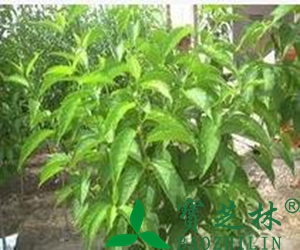 杜仲的作用与功效有哪些