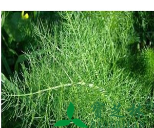 小茴香的功效和作用有哪些