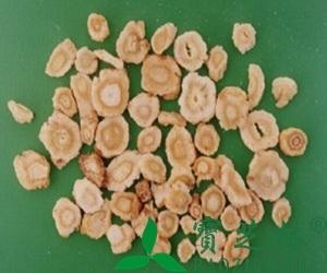 北沙参图片 北沙参的功效与作用