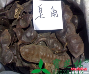 皂角的功效与作用