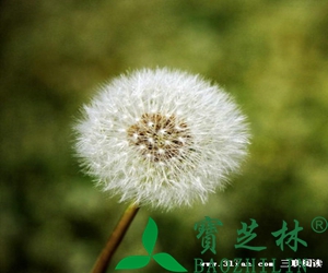 蒲公英功效与作用 蒲公英泡水喝的功效