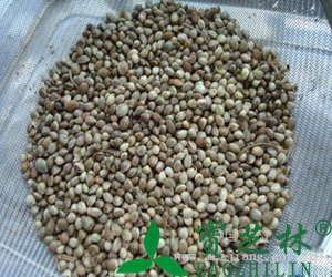火麻仁的功效
