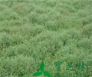 白花蛇草