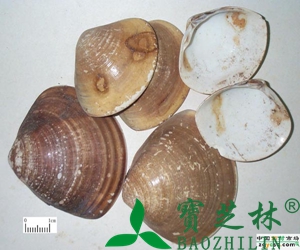 地骨皮的副作用