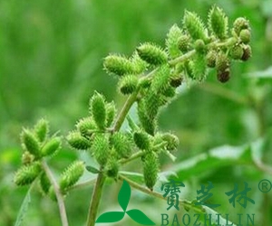 炒苍耳子的功效与作用