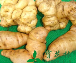 生地黄的功效与作用
