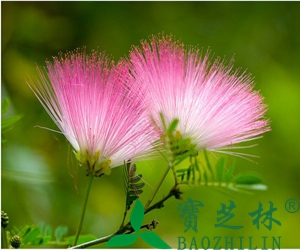合欢花有什么功效