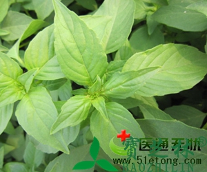 荆芥穗的功效与作用