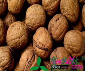核桃皮的功效与作用