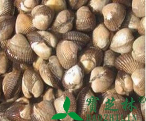 瓦楞子图片 煅瓦楞子的功效与作用