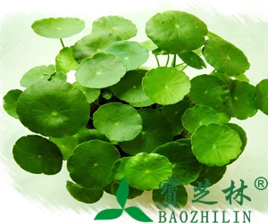 金钱草的功效