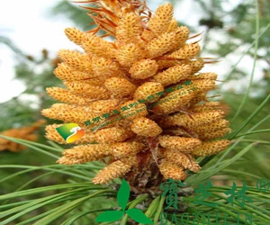 松花粉功效和成份