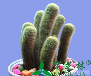 仙人掌的作用