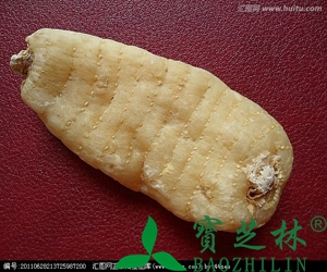 天麻的功效