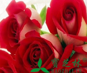 玫瑰花的功效
