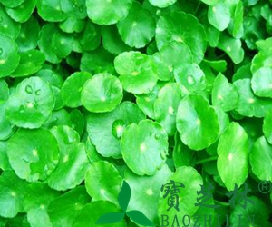 金钱草的副作用