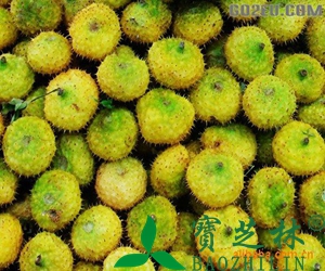 刺梨的功效与作用