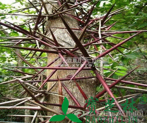 皂角刺的作用和基本介绍