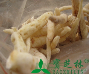 沙参的功效
