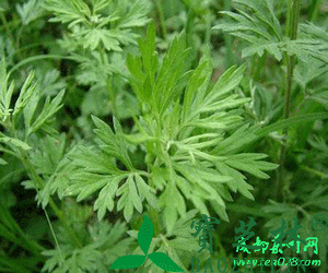 艾草的功效 功能与主治