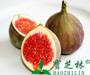 无花果叶的功效与作用