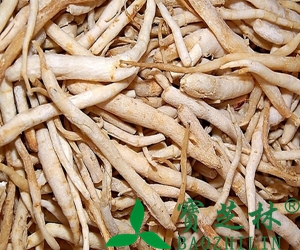 沙参是什么 沙参的药用功效和食疗功效