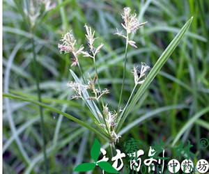 附子的功效