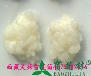 雪莲菌的功效与作用
