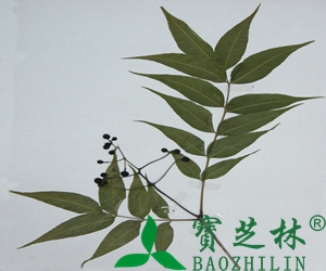 黄柏的功效