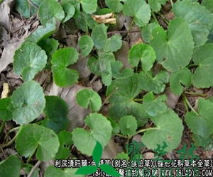 金钱草功效