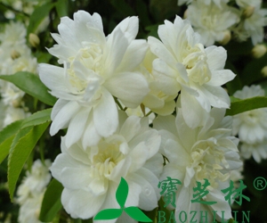 木香花的功效与作用 木香花有哪些用途