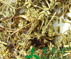 茵陈泡水喝的功效与禁忌
