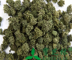 田七花的功效与作用 田七花的药用价值