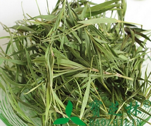 竹叶泡水喝的功效与禁忌