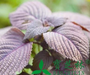 紫苏叶的功效作用及食用方法介绍