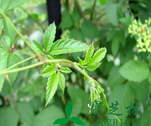 绞股蓝的功效和作用 绞股蓝的药用价值
