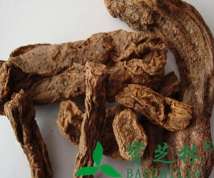 壮阳名药锁阳的功效与作用全析