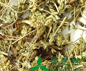 中药茵陈泡水喝有什么功效与禁忌