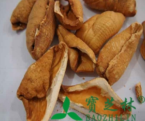 中药穿山甲的功效作用及应用