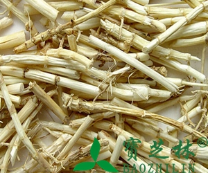 中药白茅根的功效和副作用