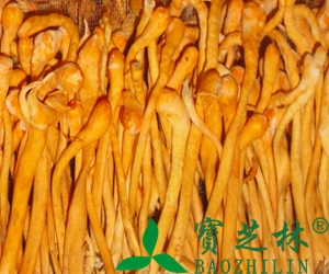 虫草菇和虫草花的区别