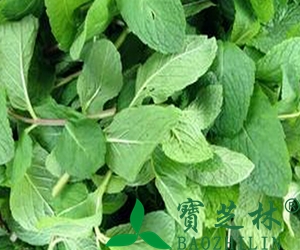 新鲜薄荷叶的功效 薄荷叶用途