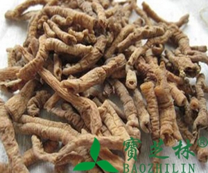 中药远志图片和功效作用