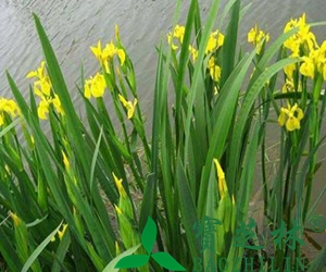 石菖蒲功效与作用