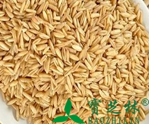 大麦芽的功效与作用