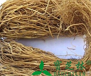 辽细辛的功效与作用